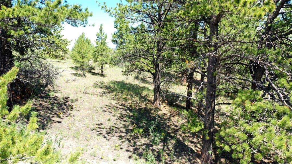 7209 Ranch Road Hartsel, CO 80449 - Photo 21 of 27 a view of a tree