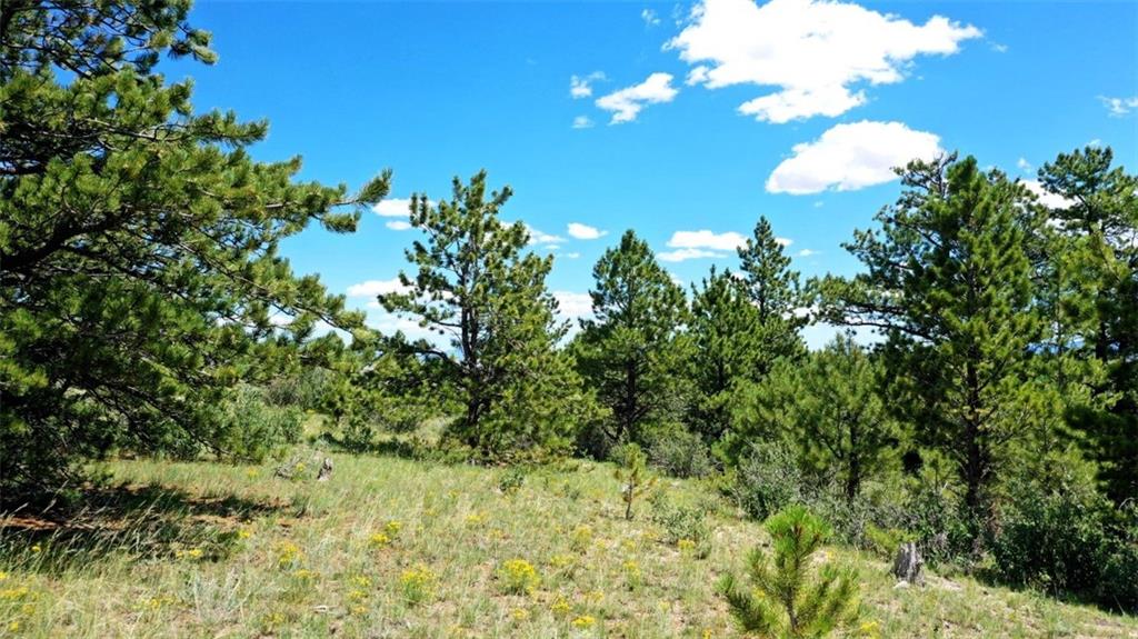7209 Ranch Road Hartsel, CO 80449 - Photo 26 of 27 a view of a tree in a yard