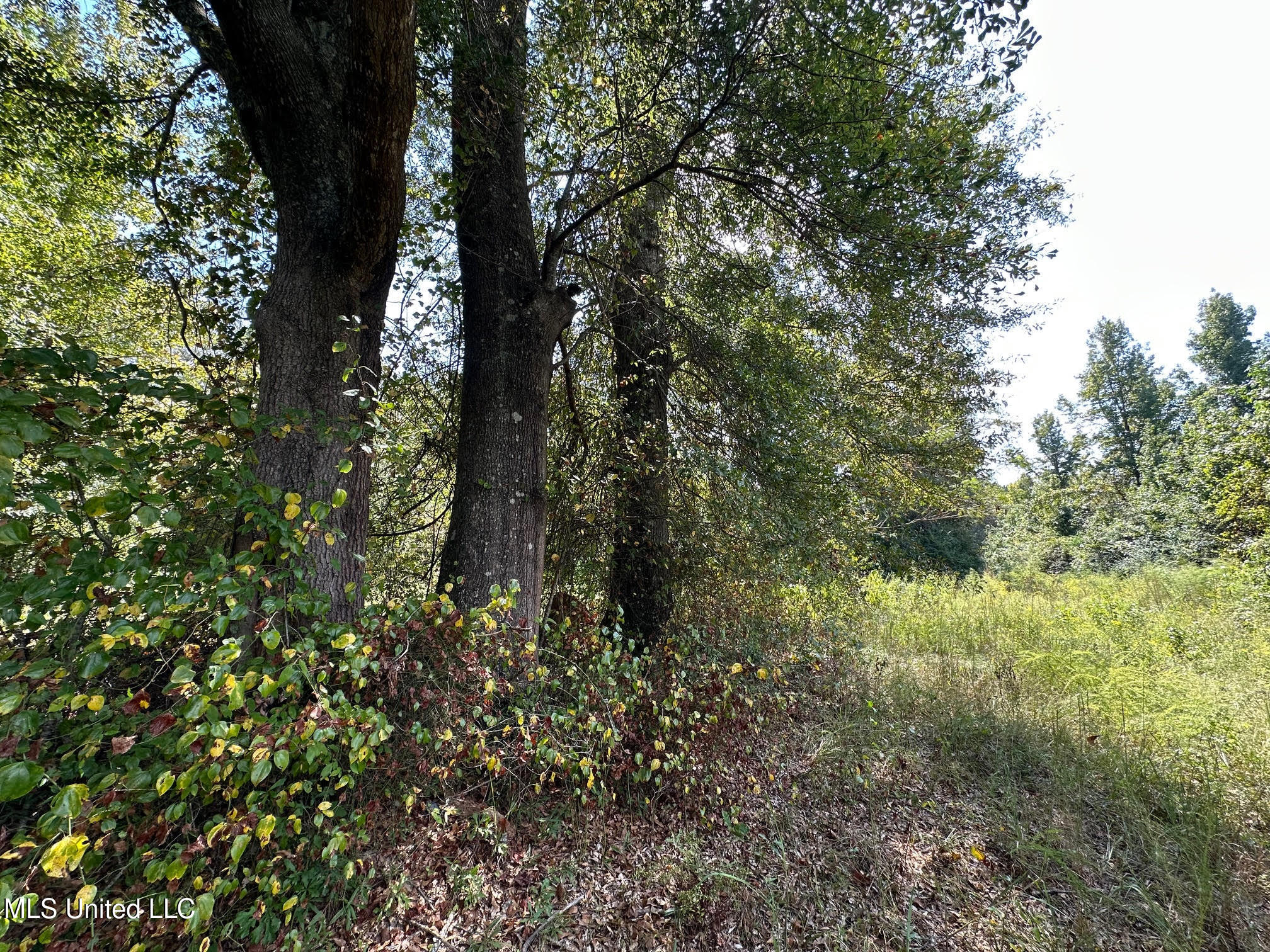 624 Caraway Road Hickory, MS 39332 - Photo 4 of 23 3