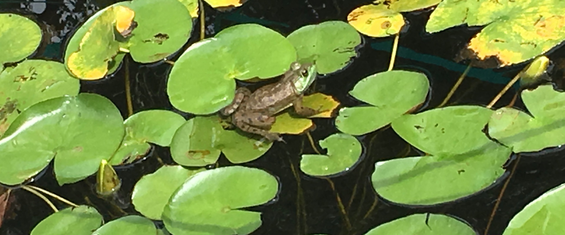 739 Meadow Lane Barrington, IL 60010 - Photo 34 of 40