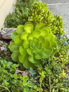 $1,399,000 | 15 Junipero Serra Avenue, San Rafael, CA 94901