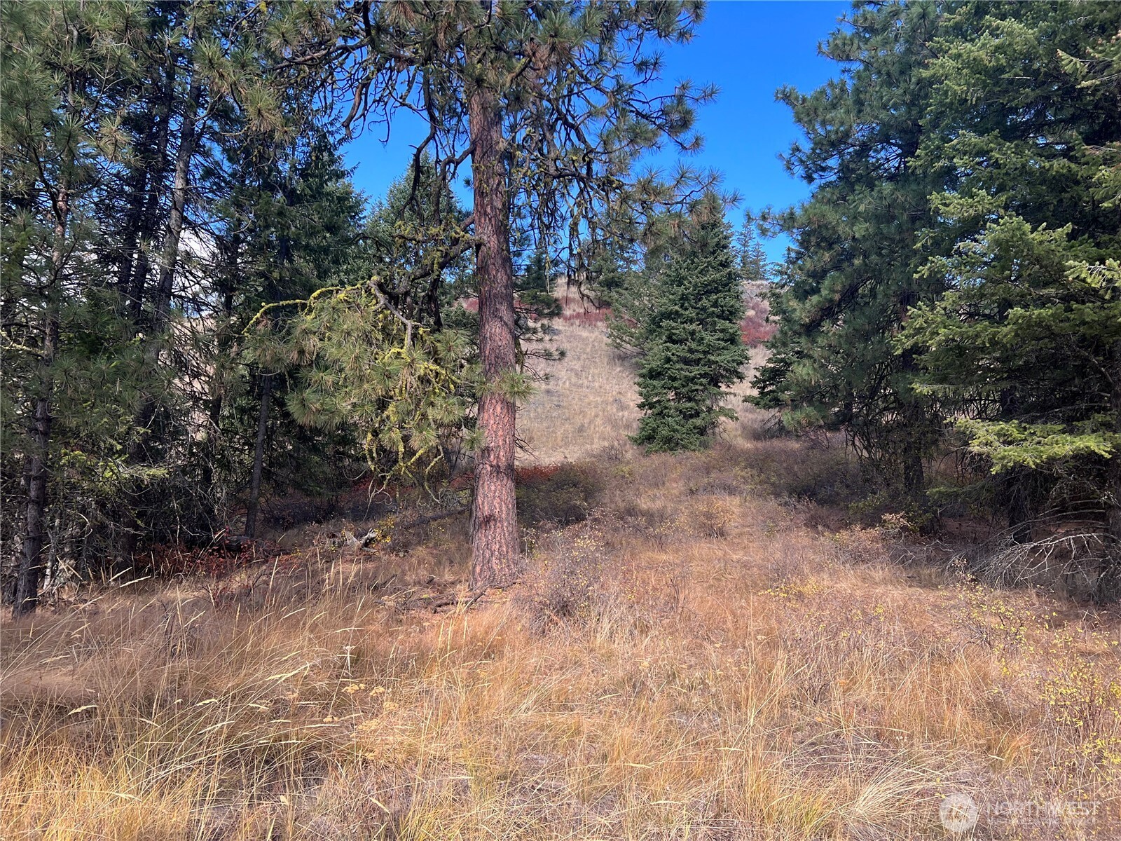 165 Stacy Road Republic, WA 99166 - Photo 22 of 29 Gallery Image 22
