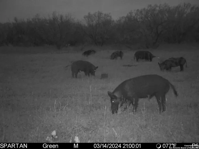 $303,750 | 3305 Cr 129, Kenedy, TX 78119