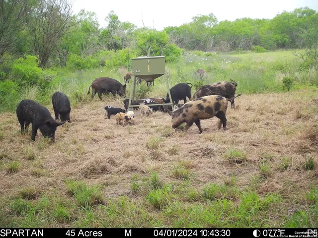 $303,750 | 3305 Cr 129, Kenedy, TX 78119