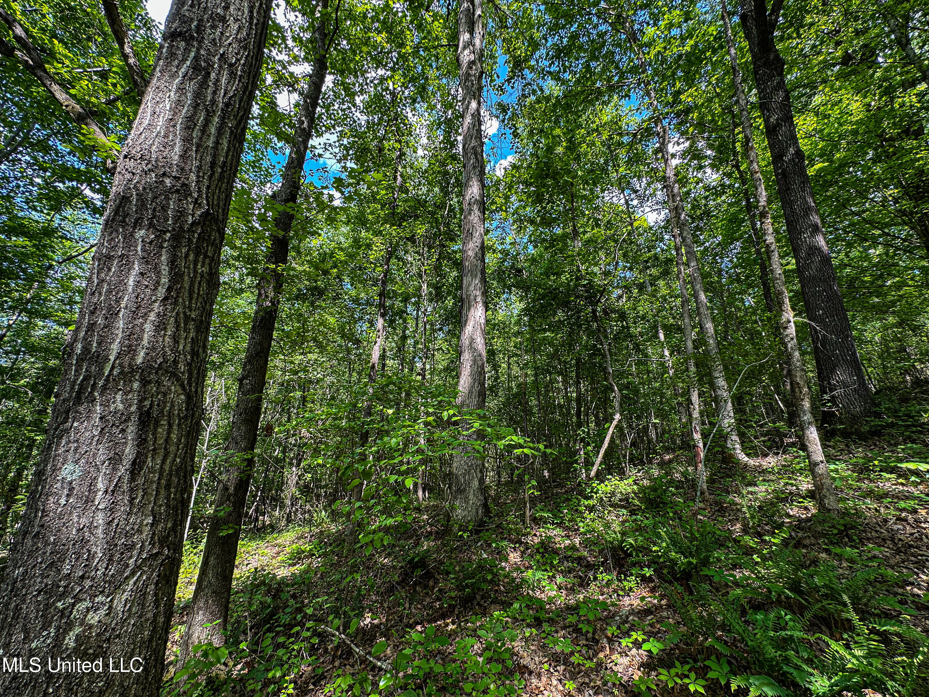 2270 State Line Road Tremont, MS 38876 - Photo 21 of 117 IMG_3809