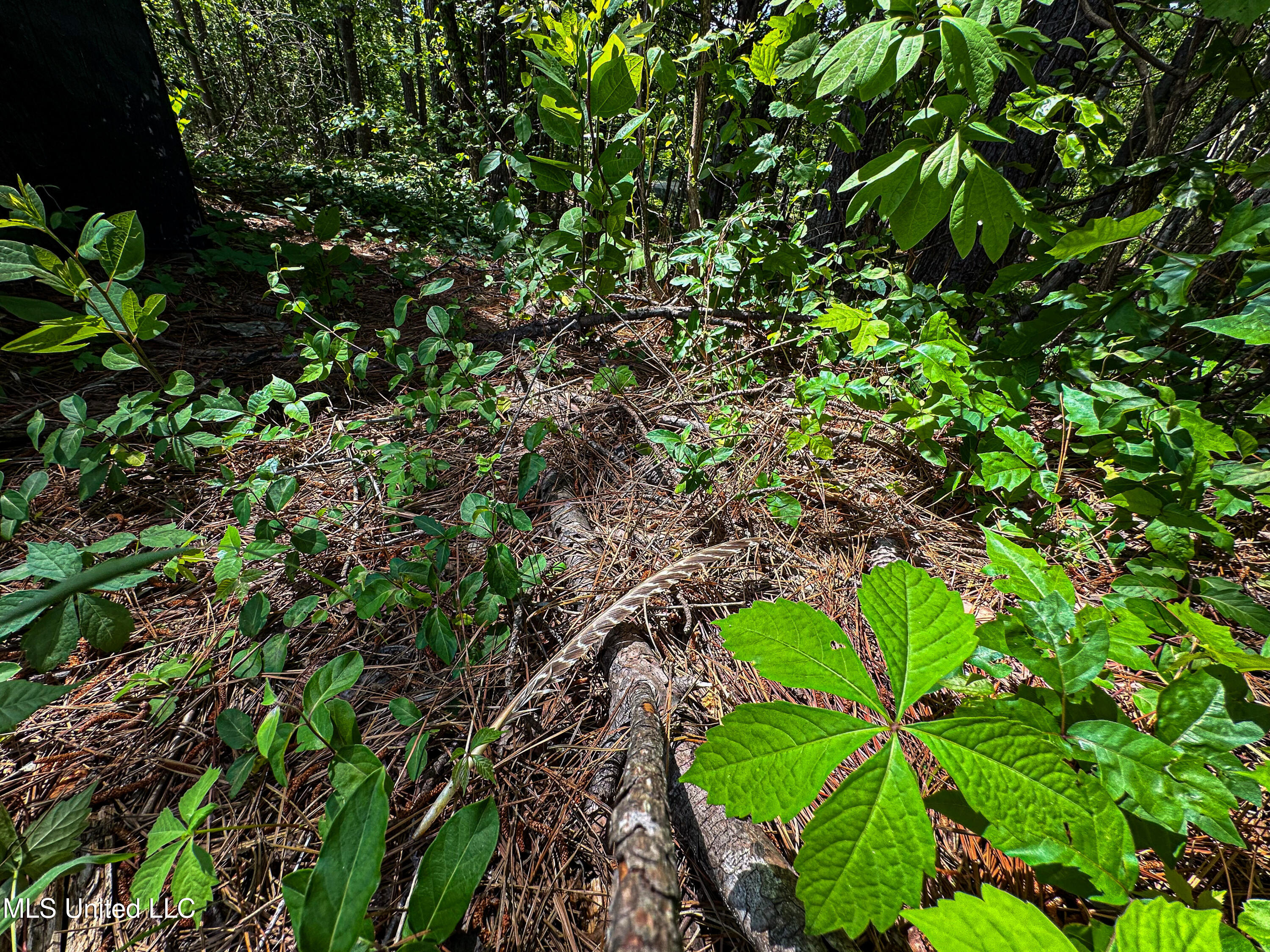 2270 State Line Road Tremont, MS 38876 - Photo 54 of 117 IMG_3780