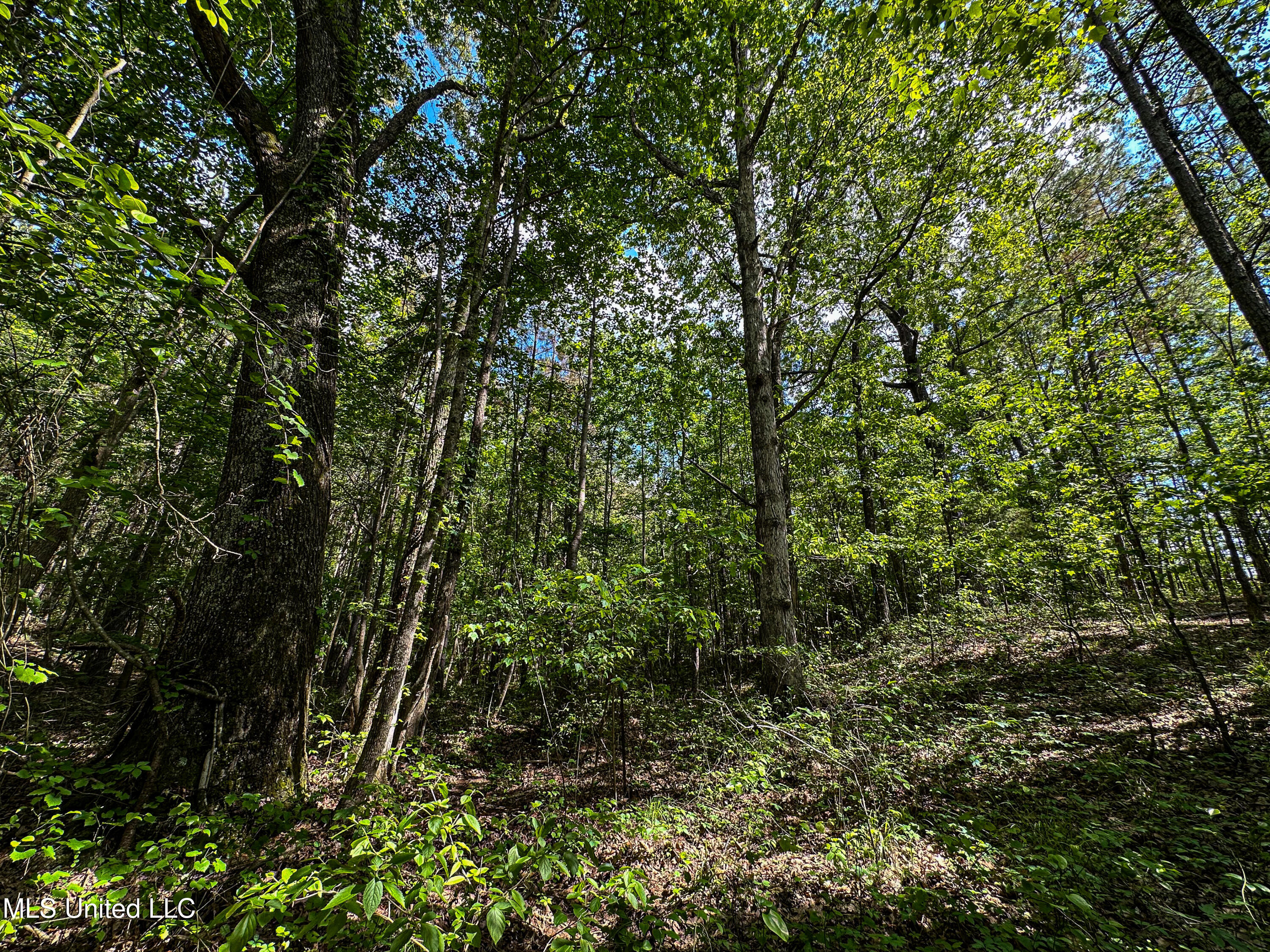 2270 State Line Road Tremont, MS 38876 - Photo 57 of 117 IMG_3783