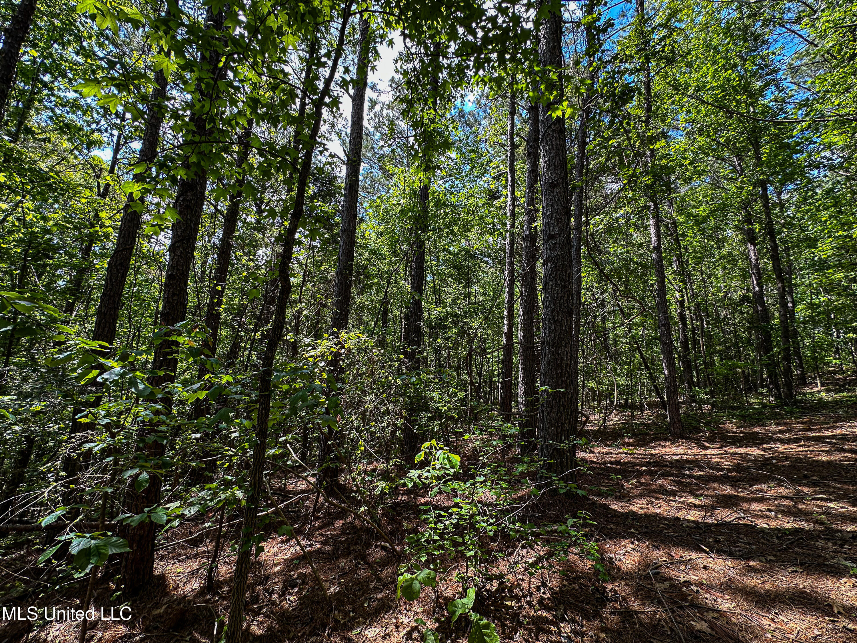 2270 State Line Road Tremont, MS 38876 - Photo 61 of 117 IMG_3787