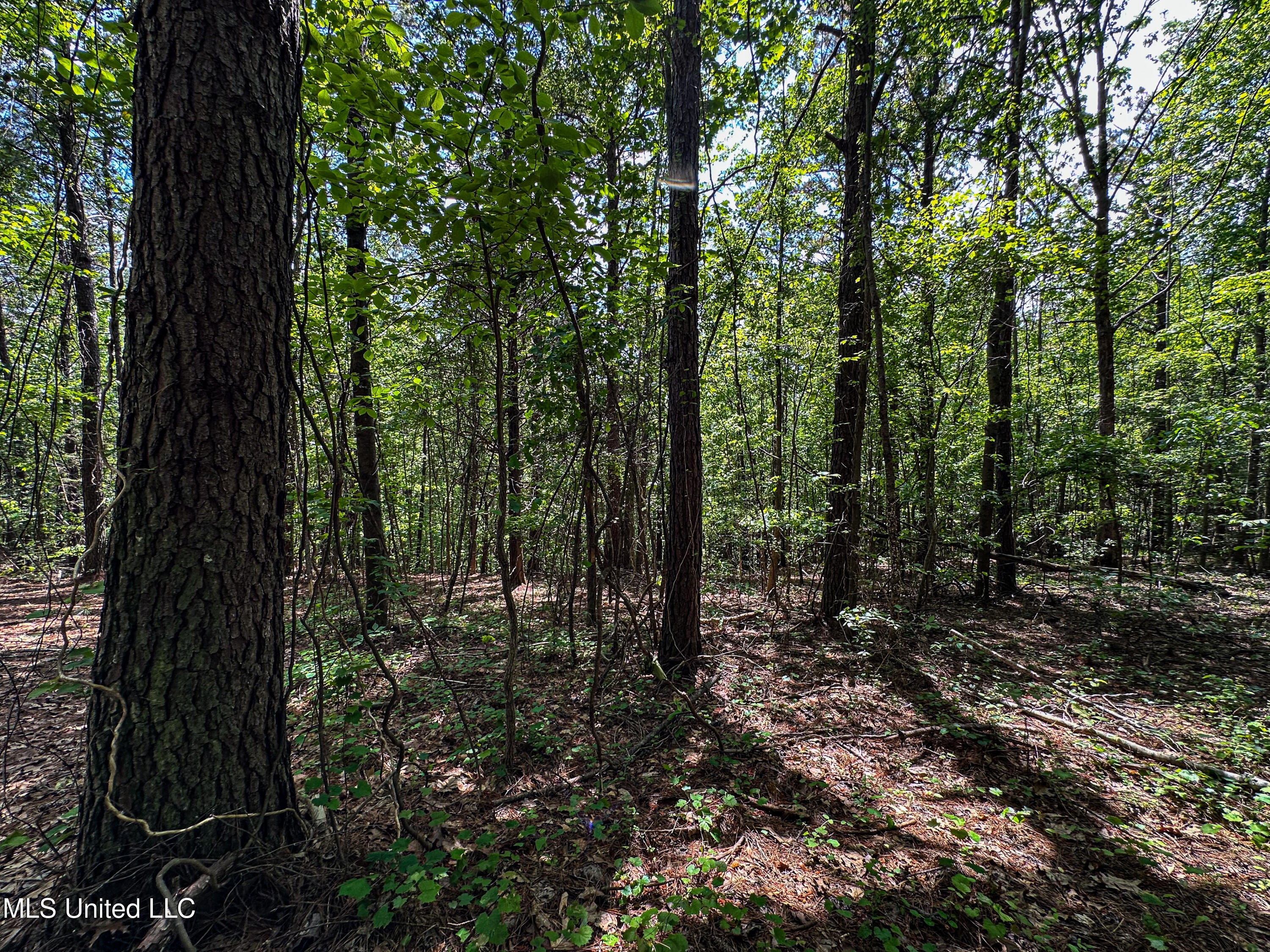 2270 State Line Road Tremont, MS 38876 - Photo 62 of 117 IMG_3788