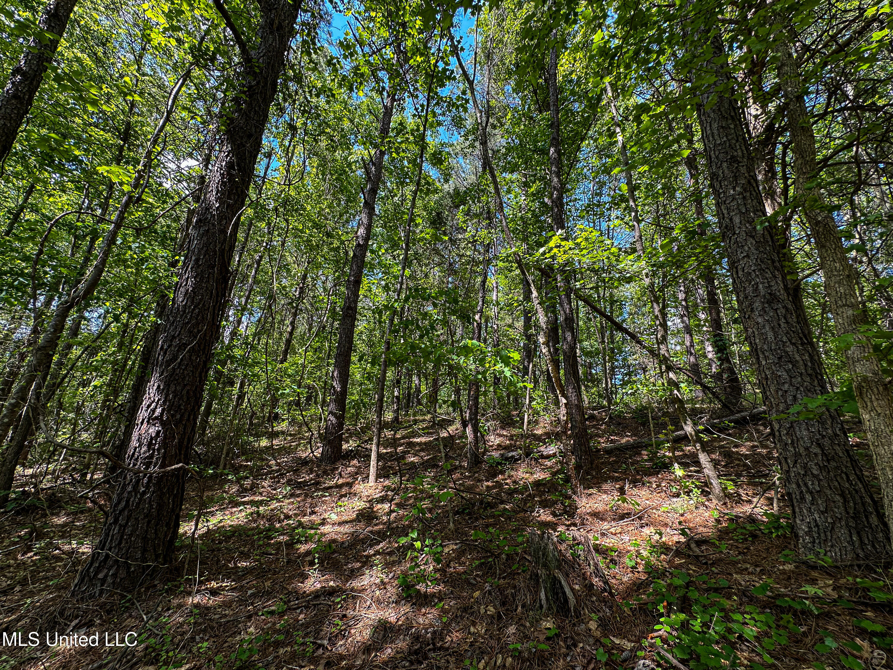 2270 State Line Road Tremont, MS 38876 - Photo 63 of 117 IMG_3789