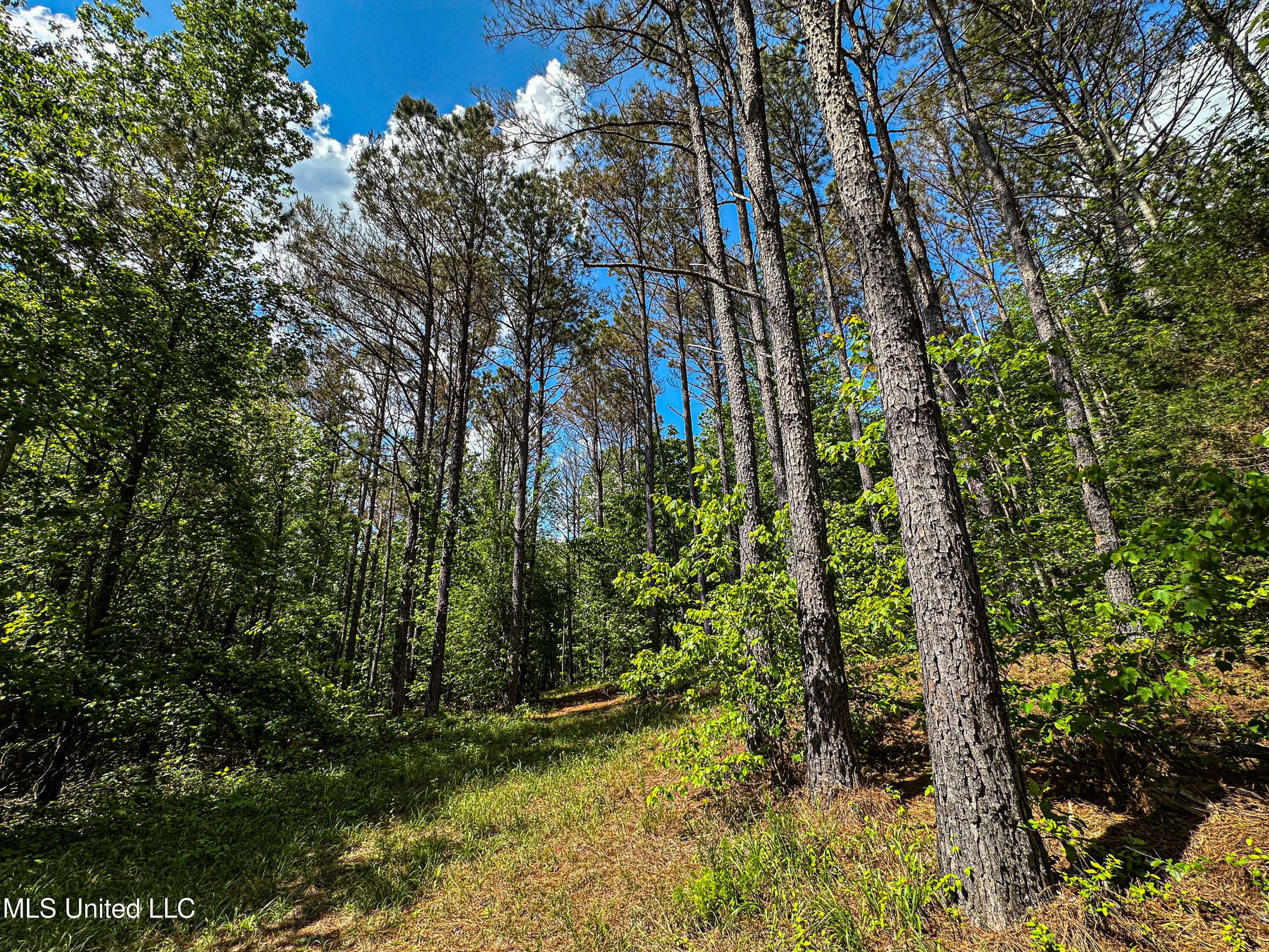 2270 State Line Road Tremont, MS 38876 - Photo 71 of 117 IMG_3797