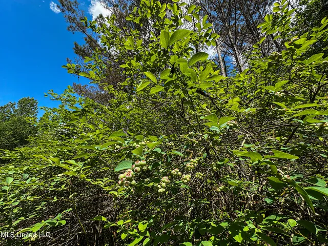 $325,000 | 2270 State Line Road, Tremont, MS 38876