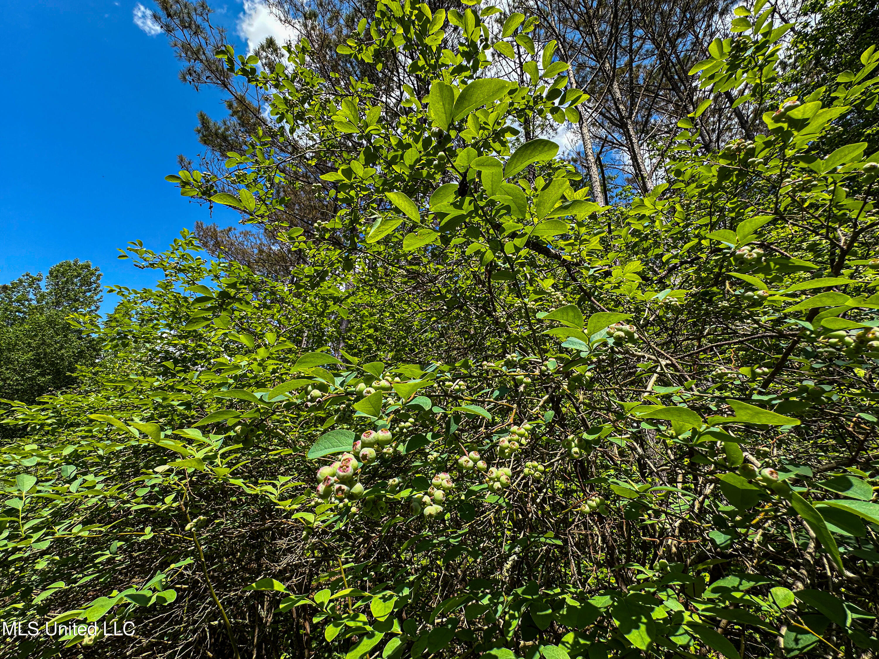 2270 State Line Road Tremont, MS 38876 - Photo 74 of 117 IMG_3800