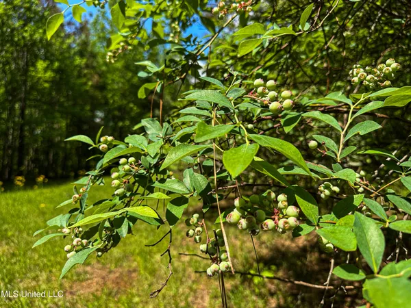 $325,000 | 2270 State Line Road, Tremont, MS 38876