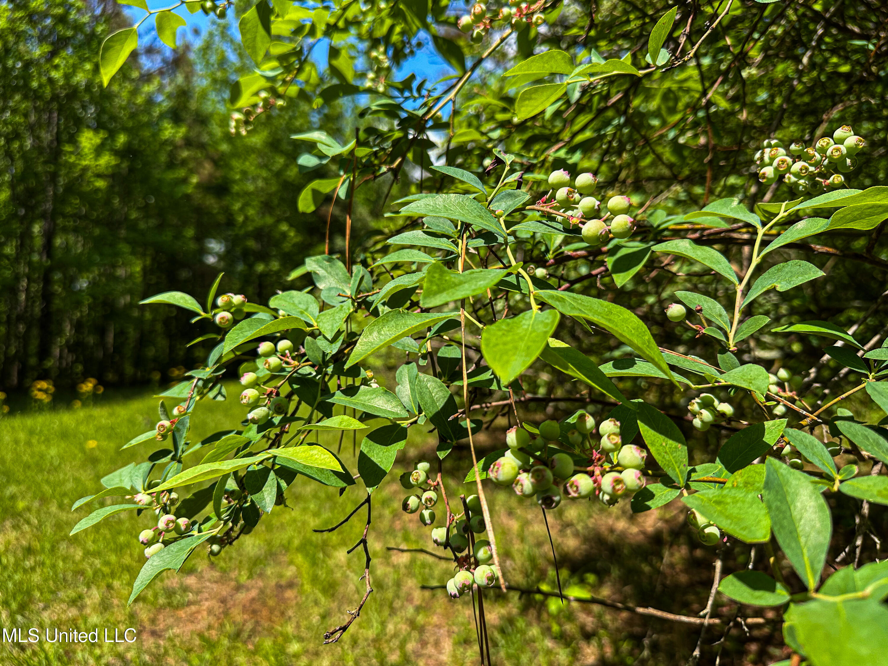 2270 State Line Road Tremont, MS 38876 - Photo 75 of 117 IMG_3801