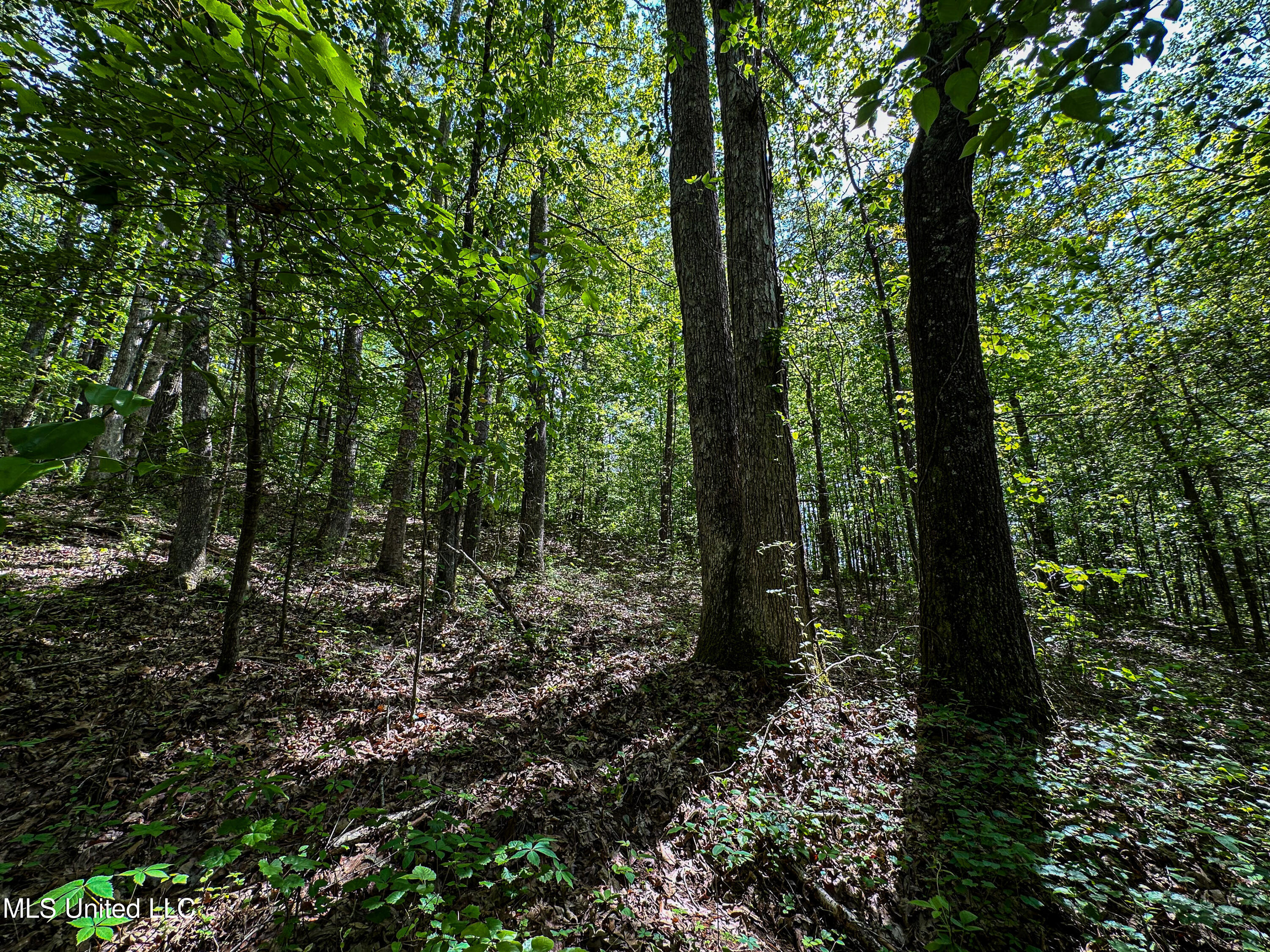 2270 State Line Road Tremont, MS 38876 - Photo 82 of 117 IMG_3810