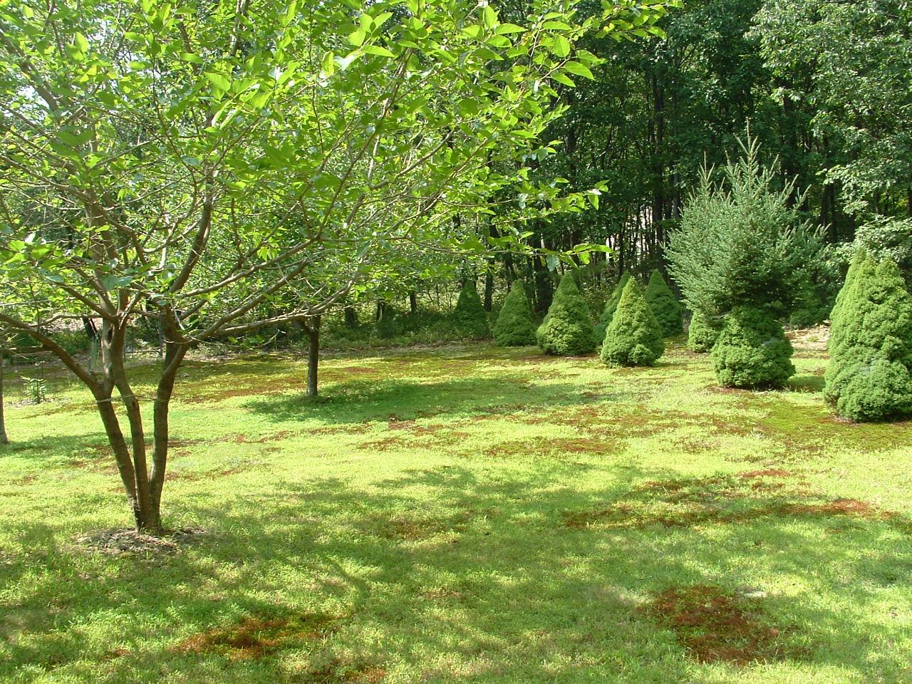 347 Village Road Effort, PA 18330 - Photo 15 of 16 Backyard