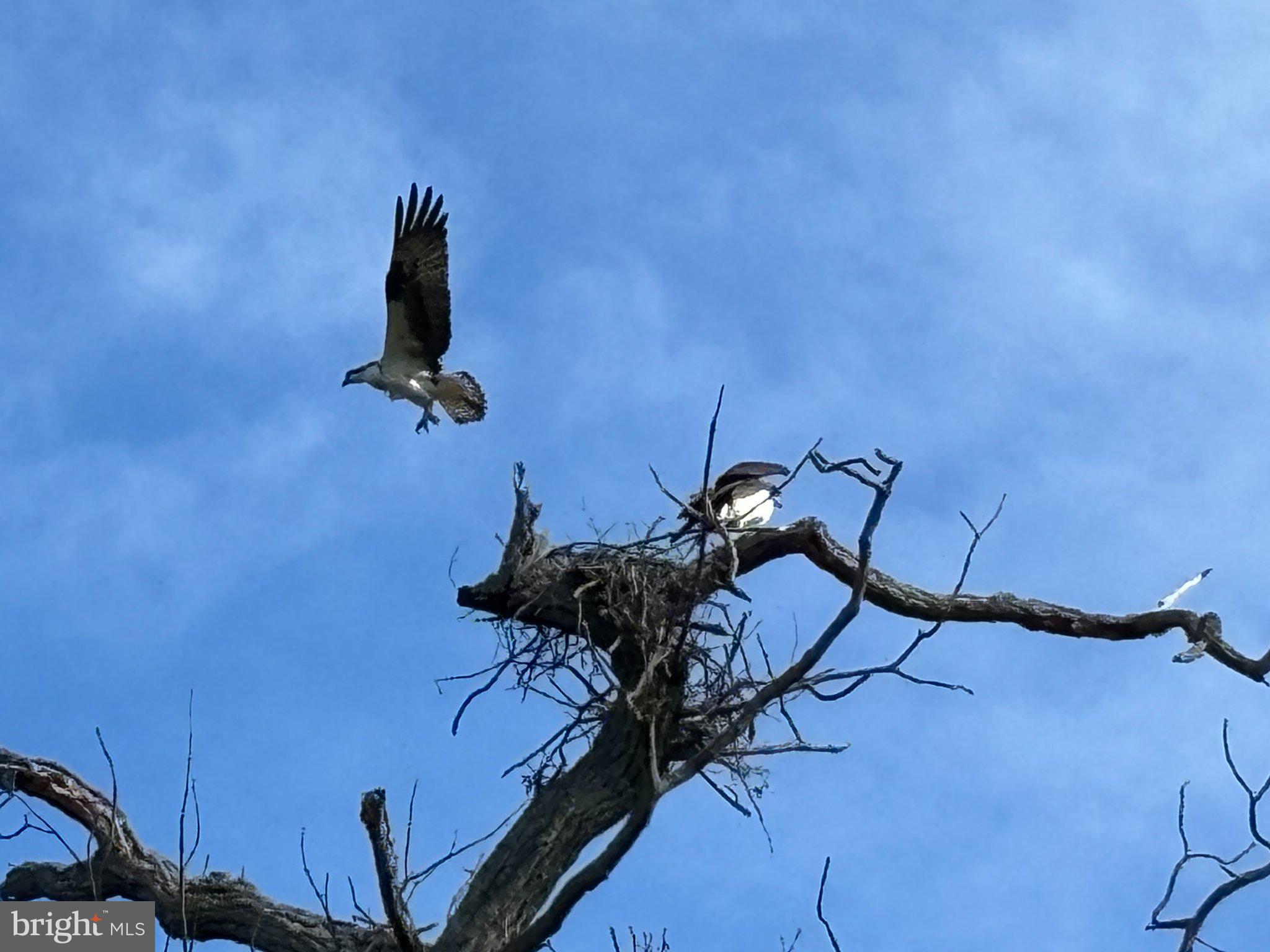 2200 Poplar Road Essex, MD 21221 - Photo 32 of 34 Ospreys soaring above their nest.