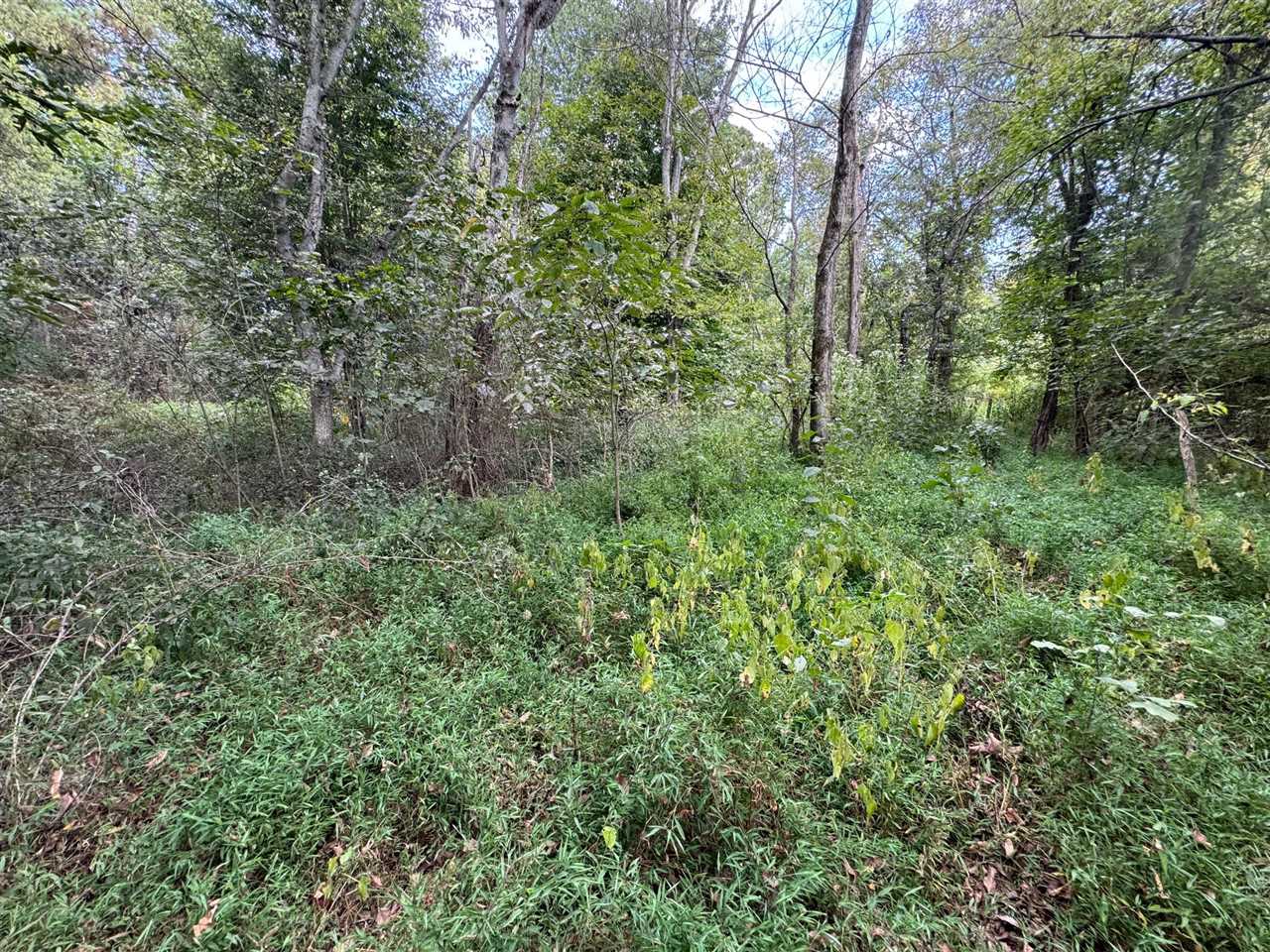 1250 Ashby Road Centertown, KY 42328 - Photo 10 of 25 Gallery Image 10