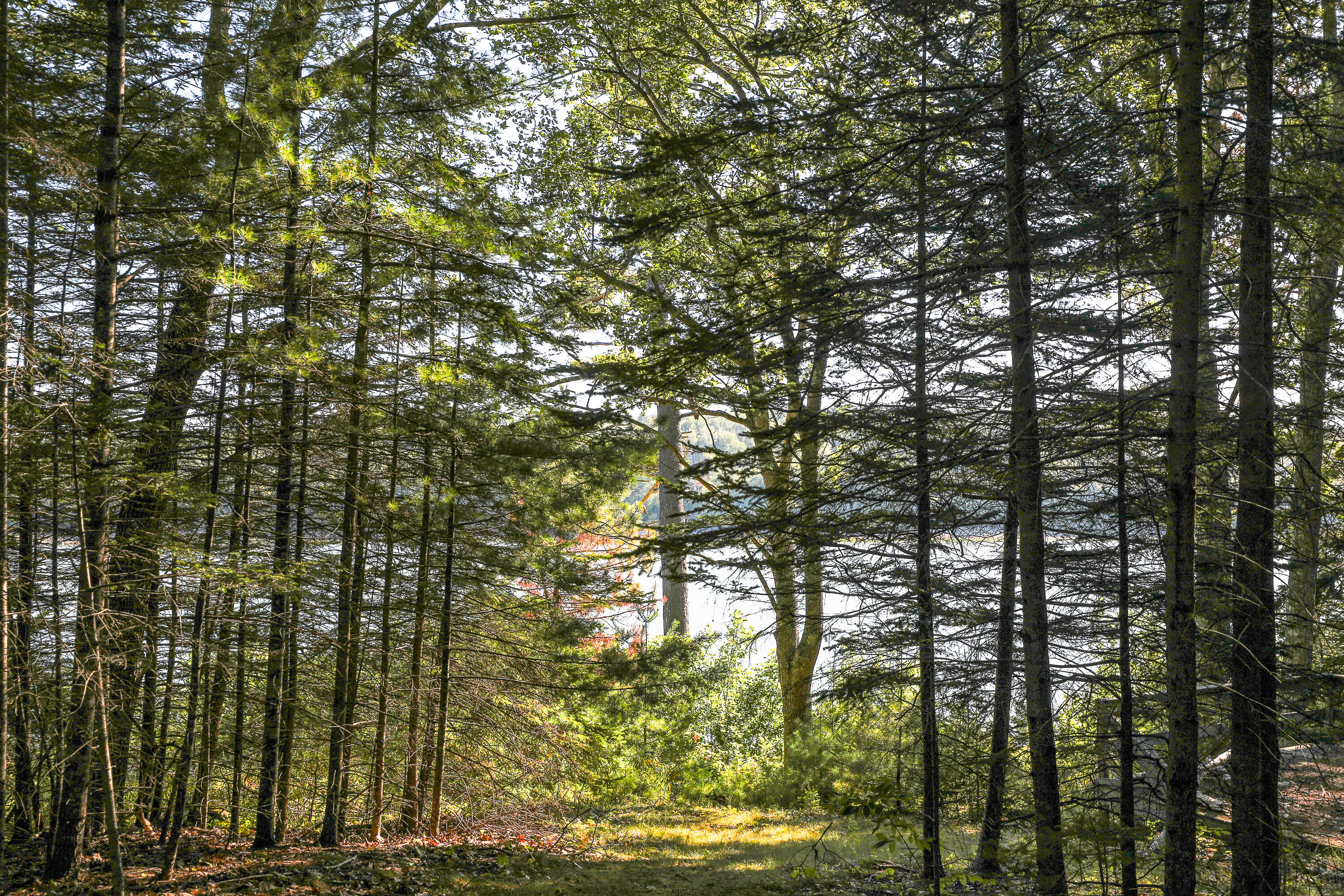 1022 Surry Road Surry, ME 04684 - Photo 4 of 6 20250904-164A9724-HDR