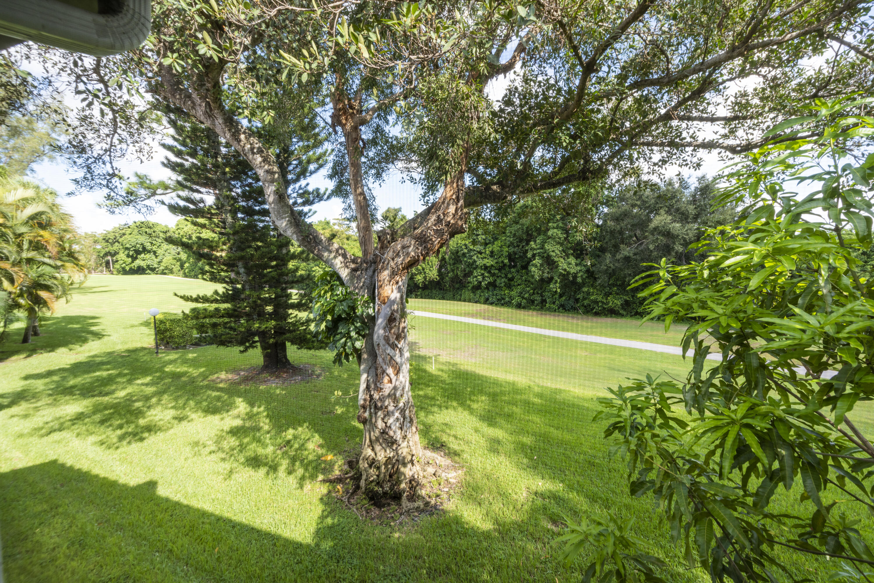 9199 Pecky Cypress Lane, Unit 7F Boca Raton, FL 33428 - Photo 17 of 20 a view of a trees with a yard