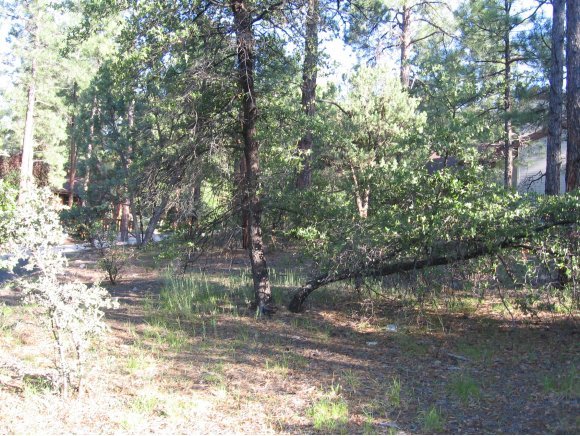 1885 Timber Point North Prescott, AZ 86303 - Photo 10 of 13 Additional Photo