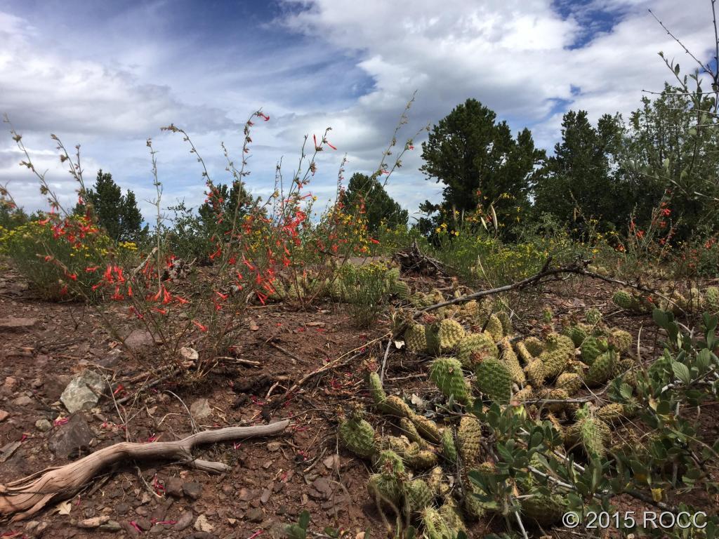 Tbd Knotty Pine Road Howard, CO 81233 - Photo 14 of 20 Gallery Image 14