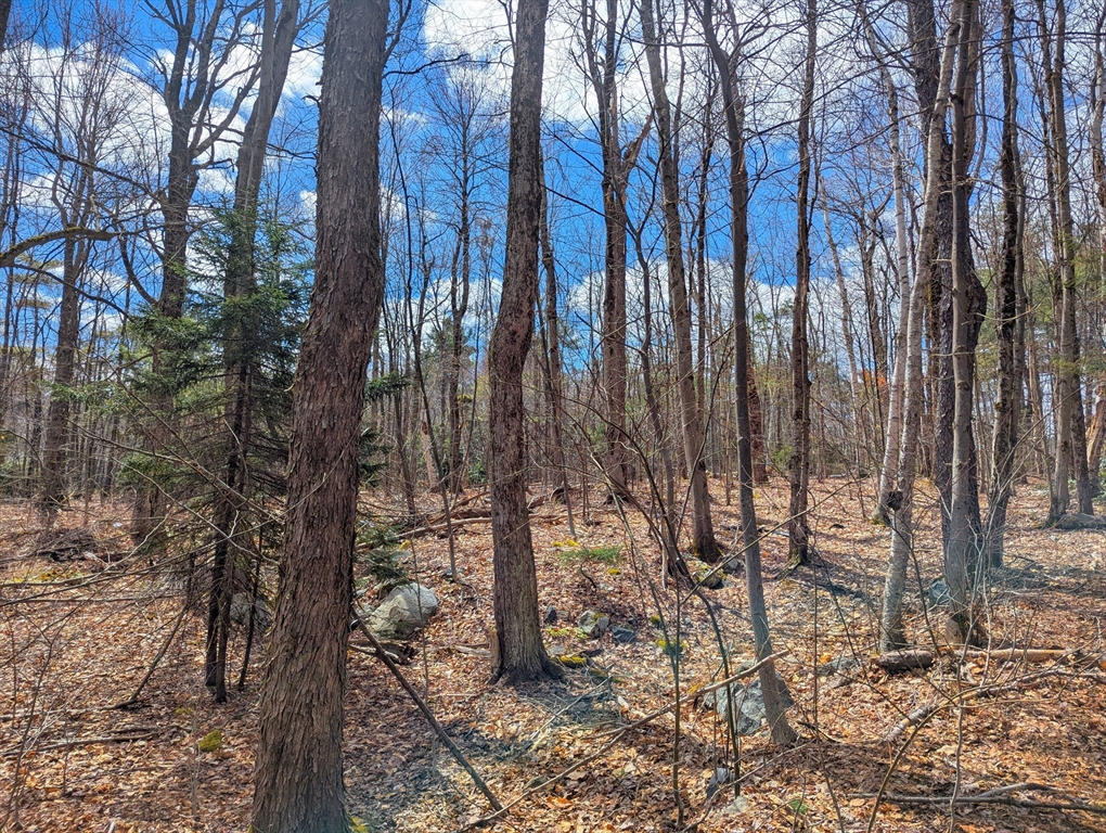 0 Johnson Road Becket, MA 01223 - Photo 14 of 20 a view of a yard with trees