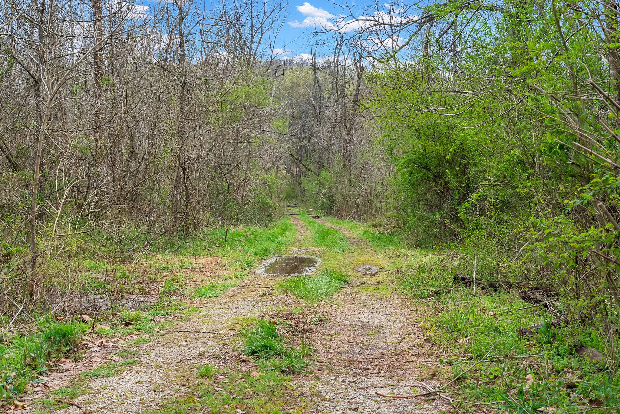 1540 Terrapin Branch Road Mount Pleasant, TN 38474 - Photo 16 of 33 a view of yard with green space