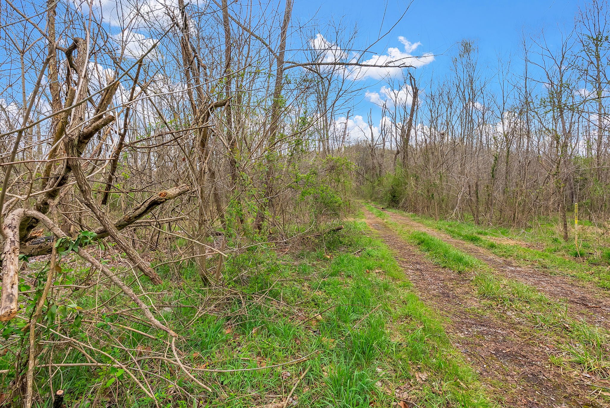 1540 Terrapin Branch Road Mount Pleasant, TN 38474 - Photo 19 of 33 a view of a yard