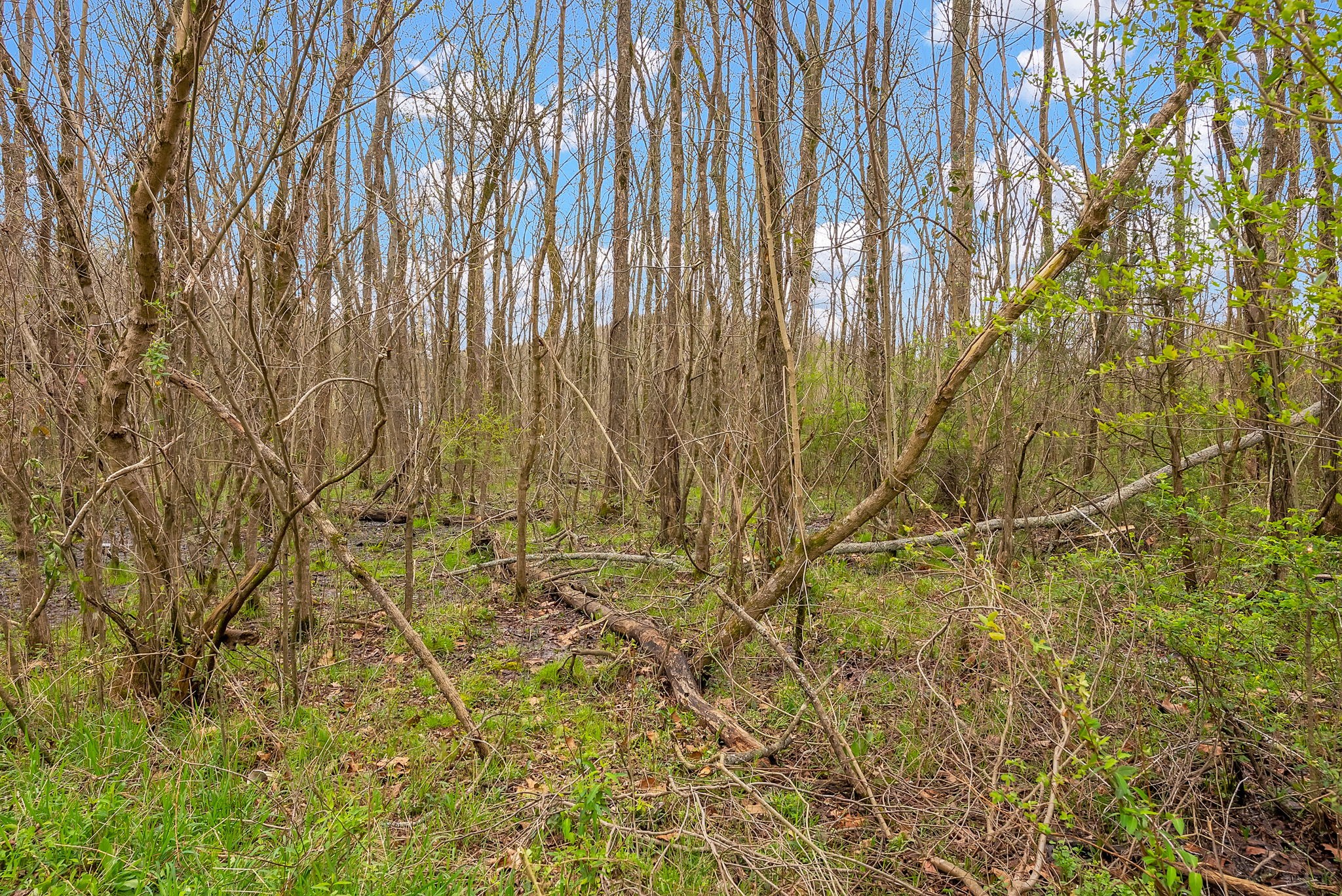 1540 Terrapin Branch Road Mount Pleasant, TN 38474 - Photo 23 of 33 a view of a garden