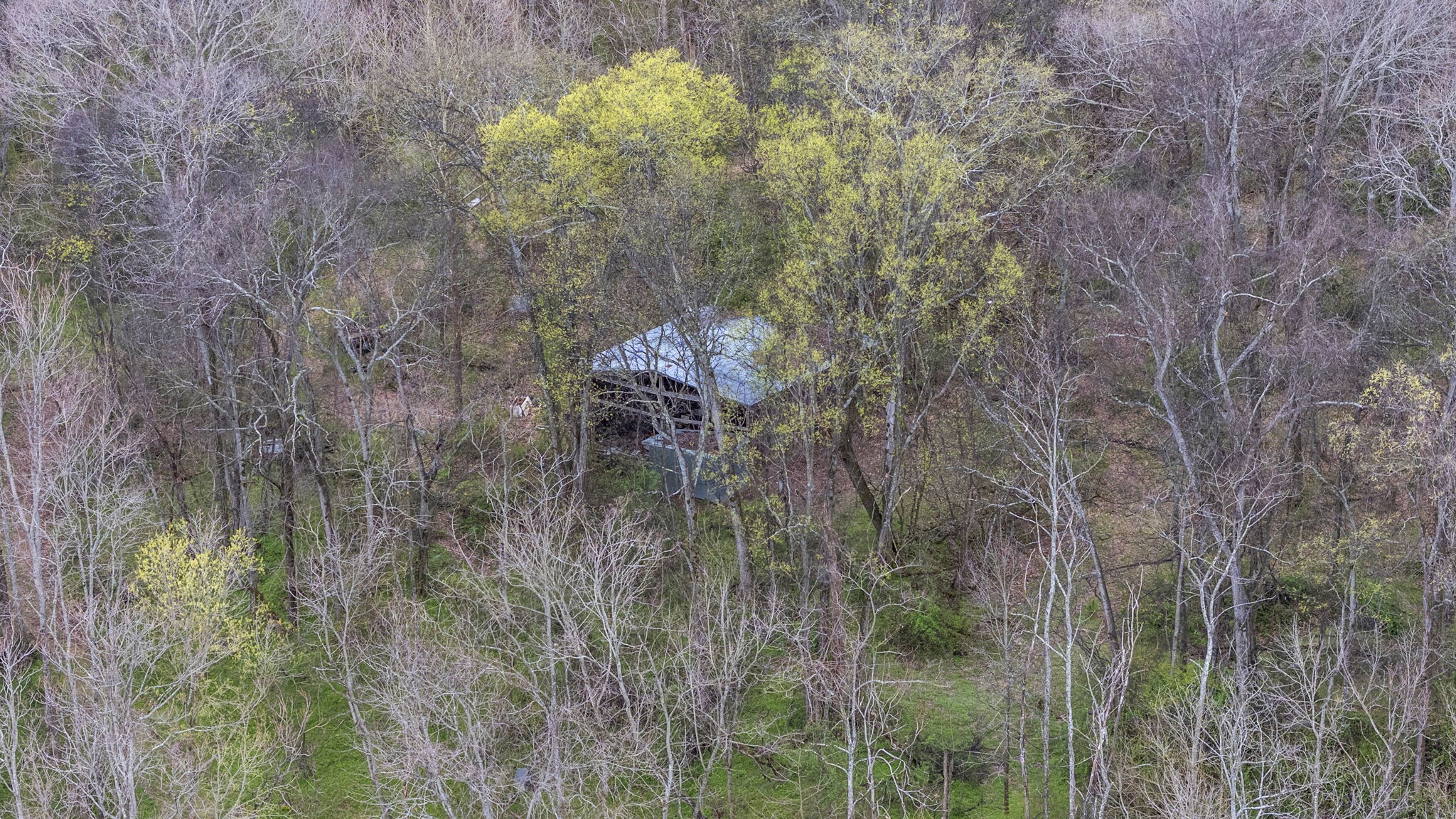 1540 Terrapin Branch Road Mount Pleasant, TN 38474 - Photo 25 of 33 a backyard of a house with large trees and plants