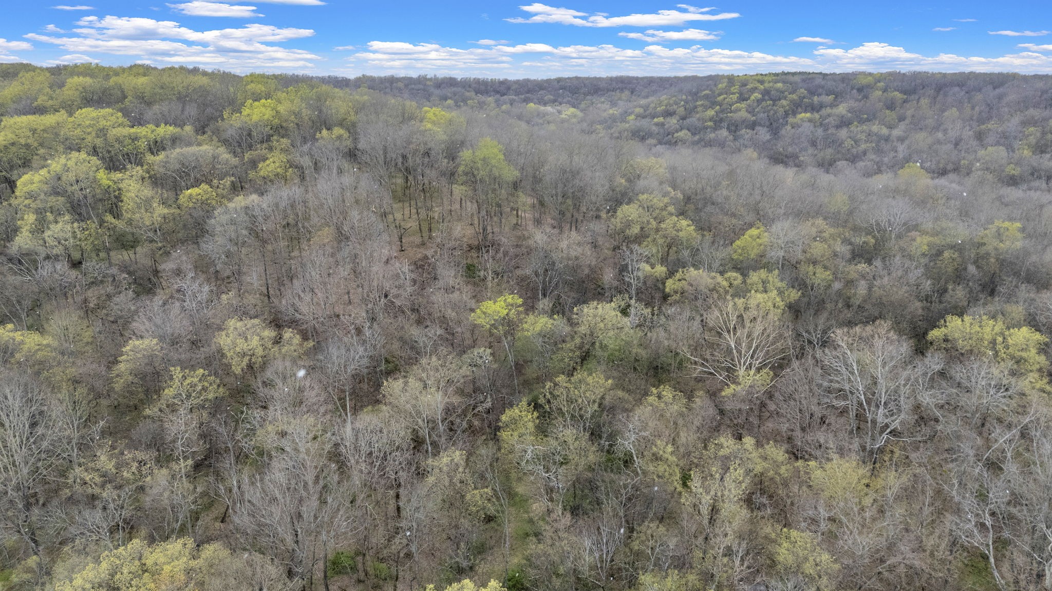 1540 Terrapin Branch Road Mount Pleasant, TN 38474 - Photo 28 of 33 a view of a dry yard with trees