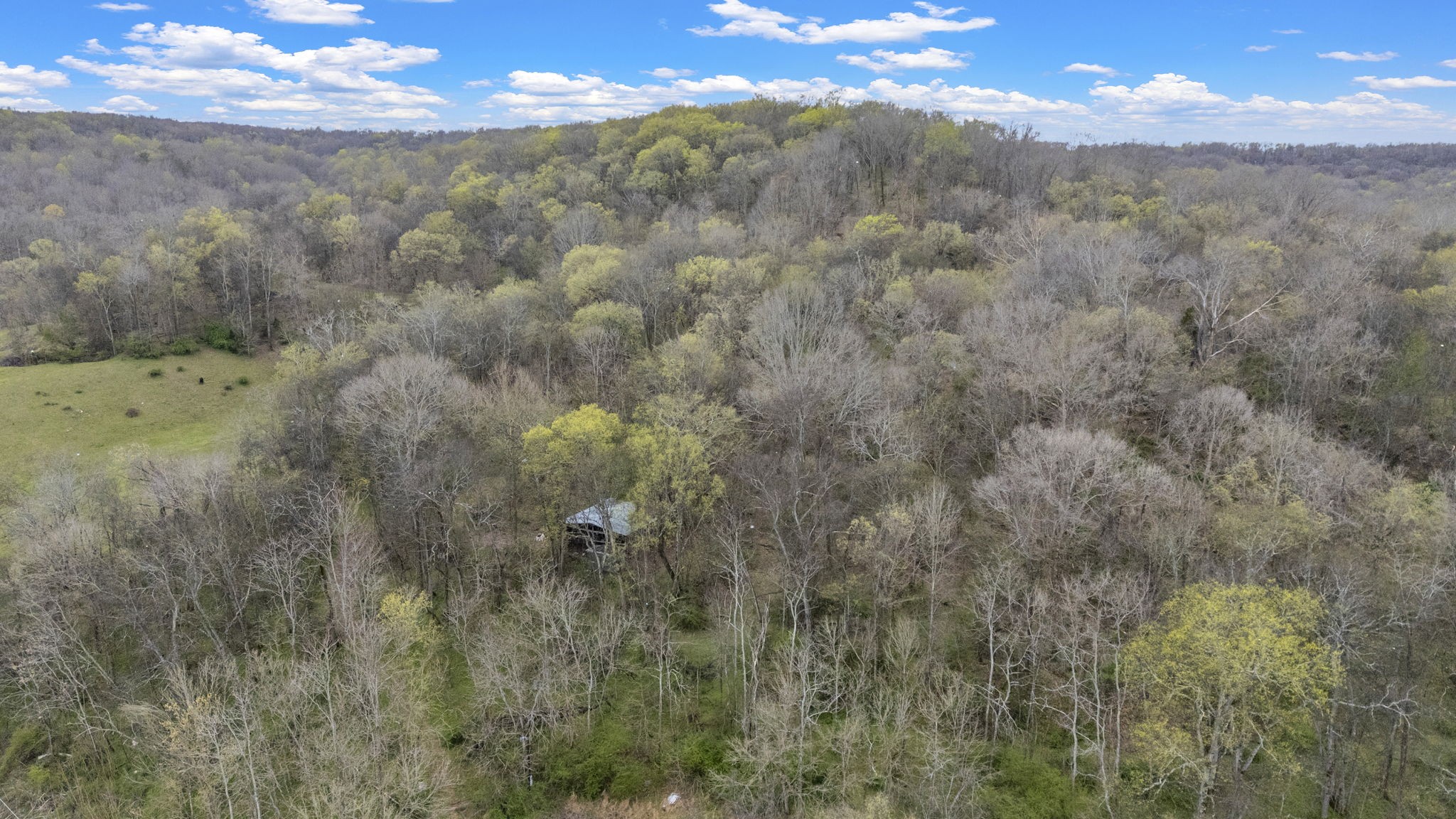 1540 Terrapin Branch Road Mount Pleasant, TN 38474 - Photo 6 of 33 a view of a yard with an trees