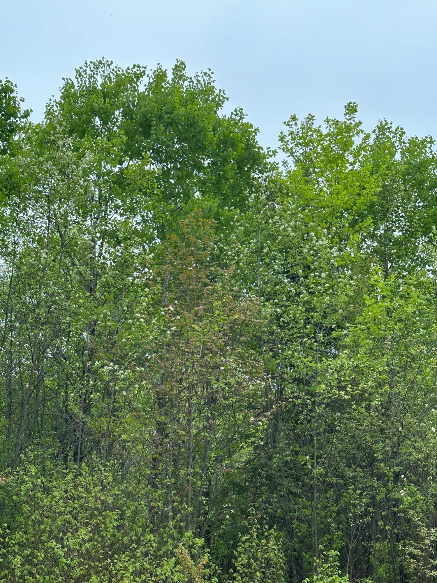 On Kelly Dam Road, Unit LOT 9 Tomahawk, WI 54487 - Photo 1 of 1 Gallery Image 1