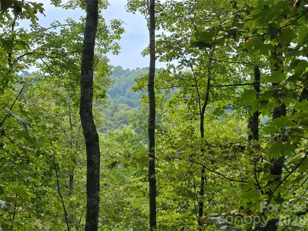 a view of a tree