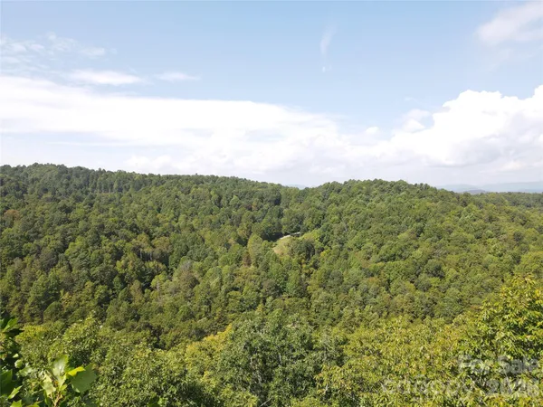 a view of a bunch of trees and bushes