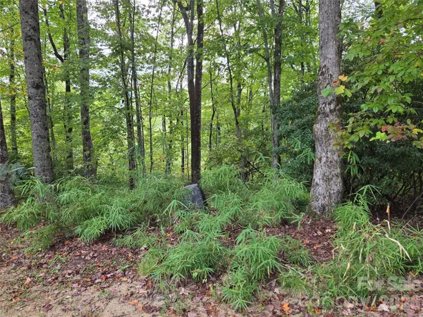 a view of a tree in a yard