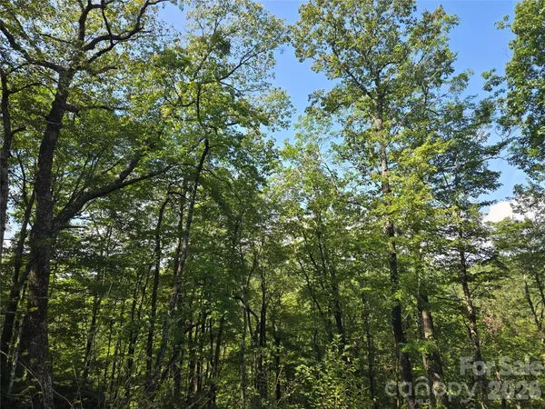 a view of a tree