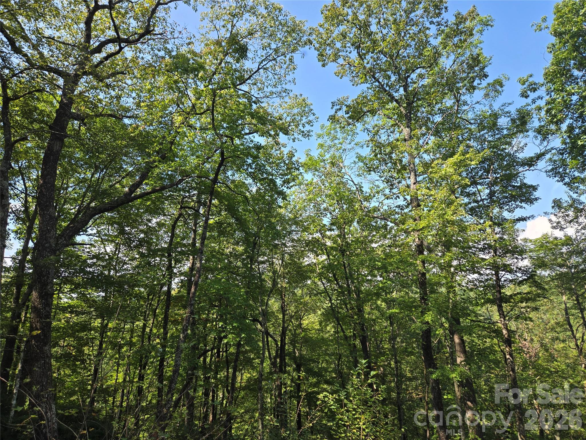 303 Ladd Ridge Road Rosman, NC 28772 - Photo 21 of 32 a view of a tree in a yard