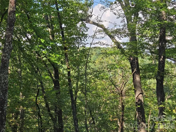 a view of a tree in a yard