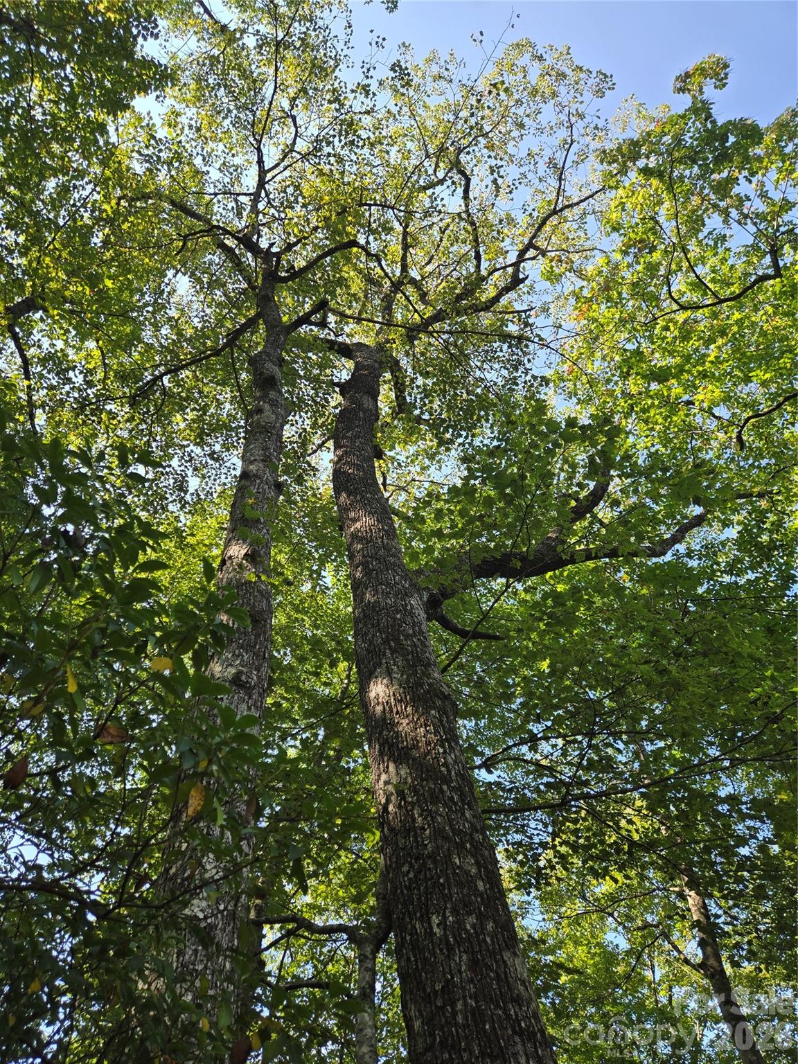 303 Ladd Ridge Road Rosman, NC 28772 - Photo 23 of 32 a view of a tree