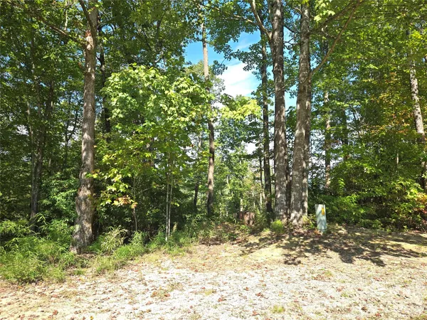 a view of a yard covered with trees