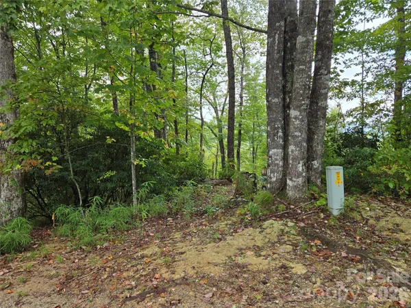 a view of a forest with trees