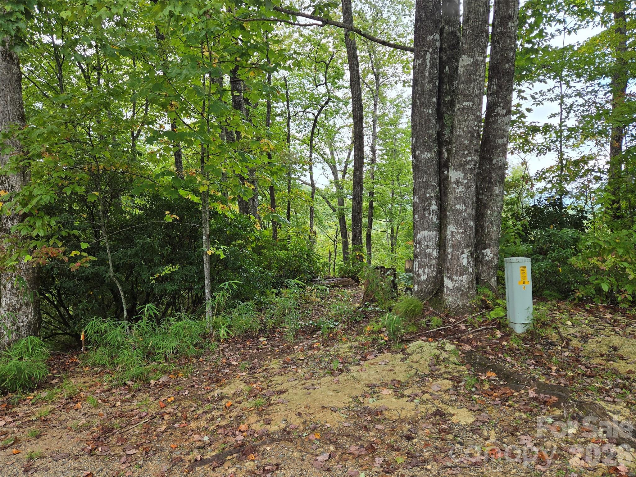303 Ladd Ridge Road Rosman, NC 28772 - Photo 4 of 32 a view of a forest with trees