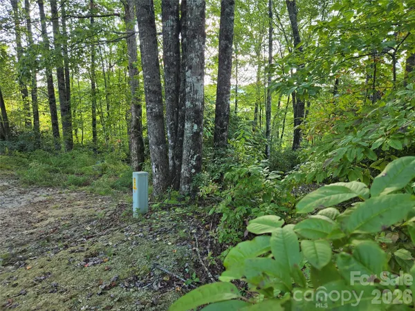 a backyard of a forest