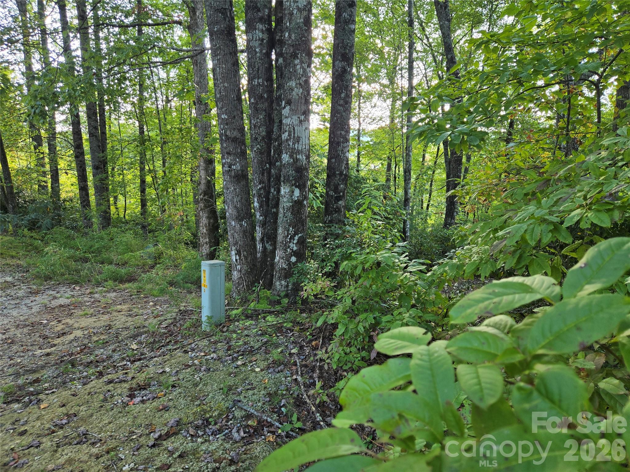 303 Ladd Ridge Road Rosman, NC 28772 - Photo 5 of 32 a backyard of a forest