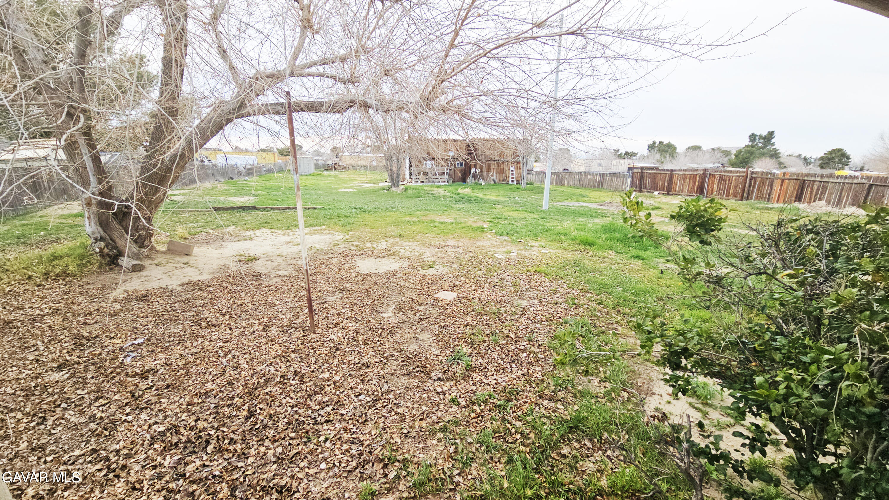 40985 174th Street East Lancaster, CA 93535 - Photo 8 of 33 a view of a yard with a tree