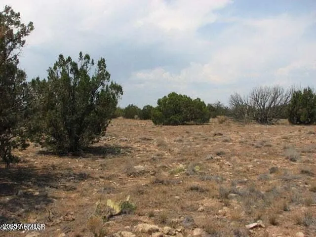 a view of a dry yard with trees