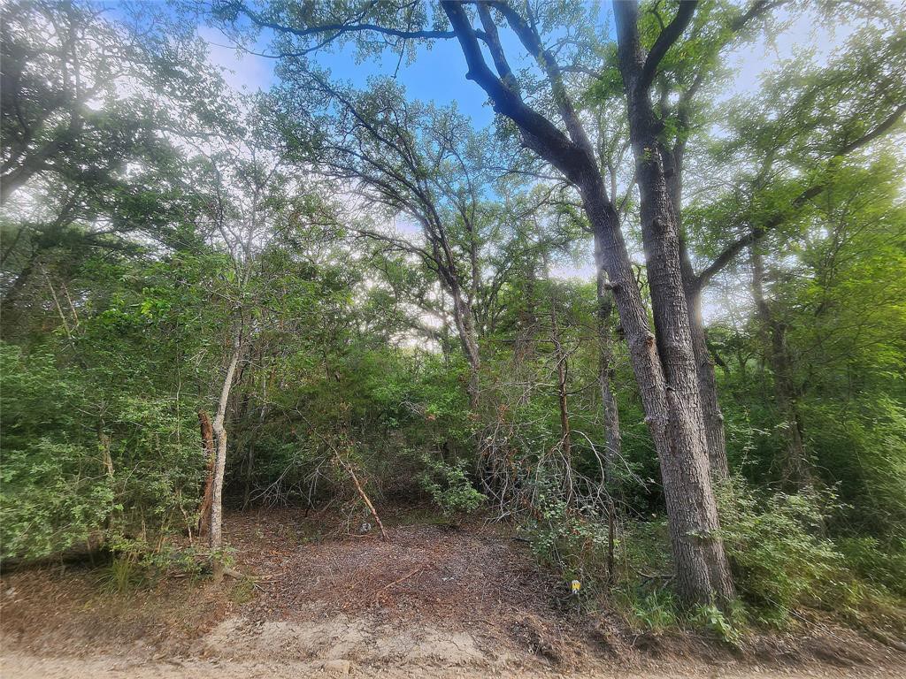 Tbd Post Oak Rim Drive Bastrop, TX 78602 - Photo 2 of 15 a view of a forest